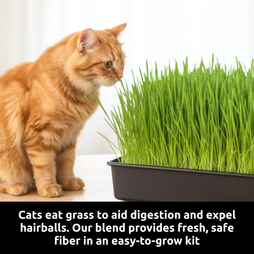 Cat Grass Growing Kit with Organic Seed and Jute Grow Mats O834077
