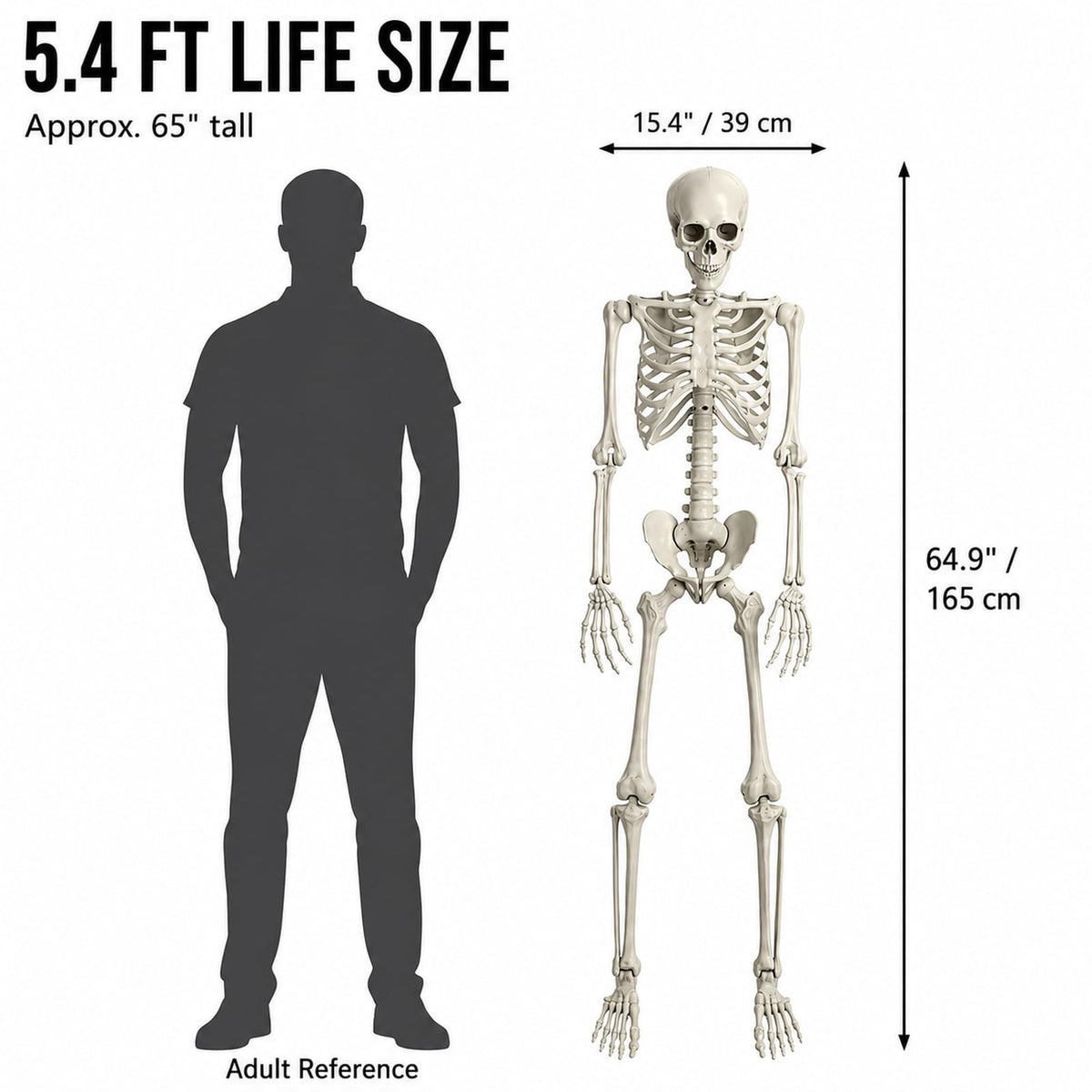 Life Size Full Body Skeleton Prop I5657