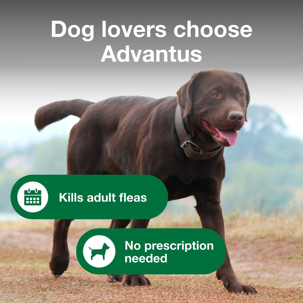 Soft Chew Flea Treatment for Dogs 23-110 lbs. 7 ct M87657