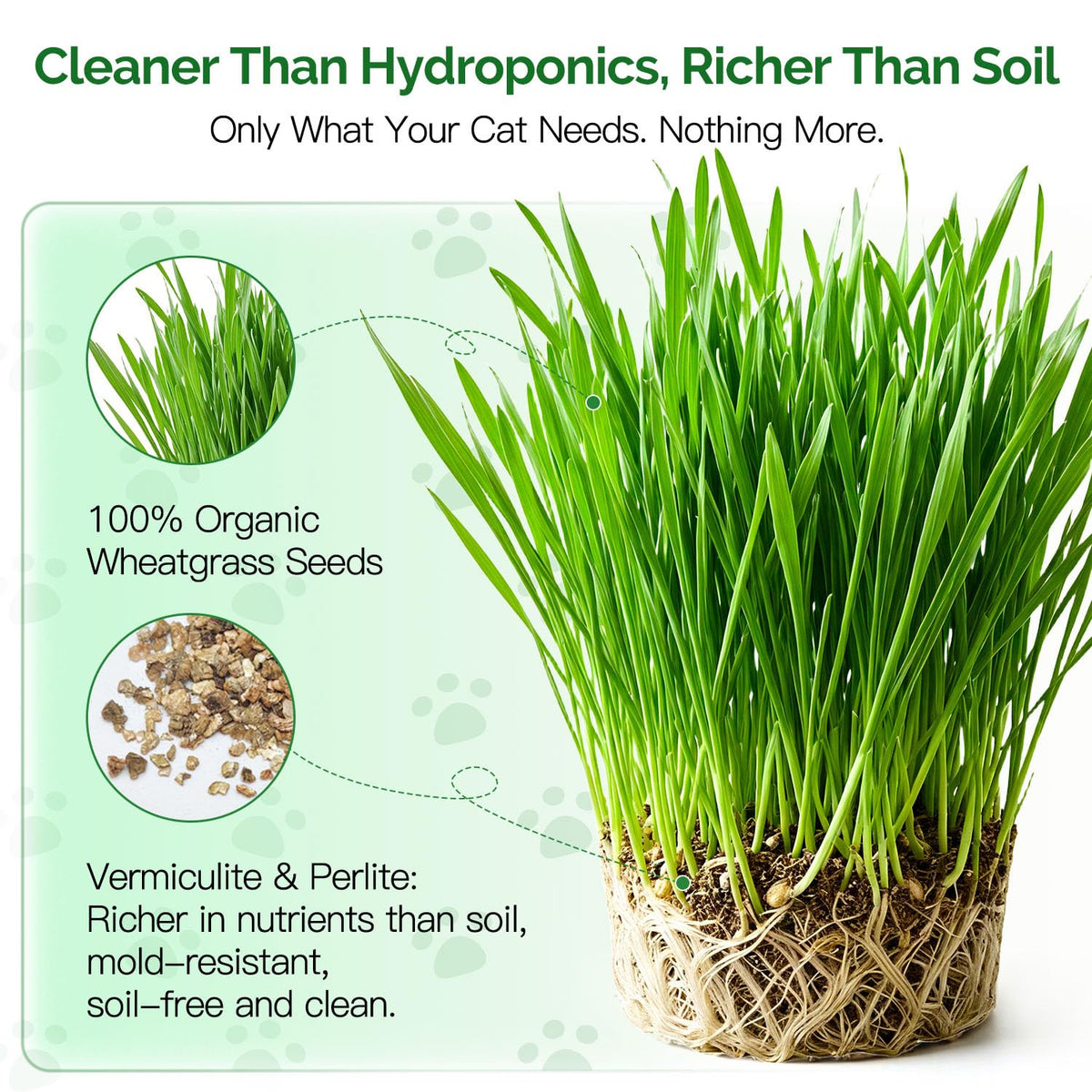 4 Can Cat Grass Kit with Non-GMO Organic Wheat Seeds Z4598