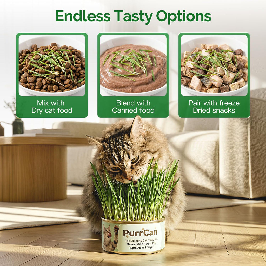 4 Can Cat Grass Kit with Non-GMO Organic Wheat Seeds Z4598