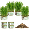 4 Can Cat Grass Kit with Non-GMO Organic Wheat Seeds Z4598
