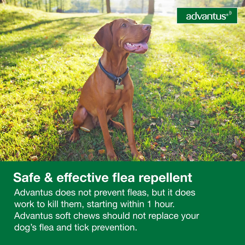 Soft Chew Flea Treatment for Dogs 23-110 lbs. 7 ct M87657