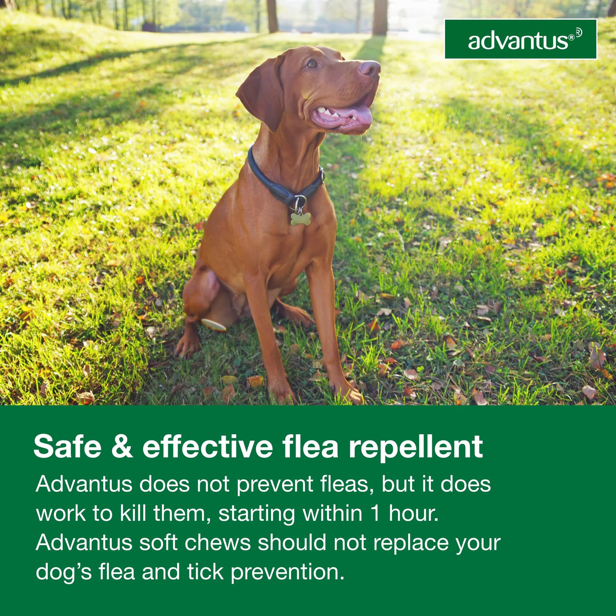 Soft Chew Flea Treatment for Dogs 23-110 lbs. 7 ct M87657
